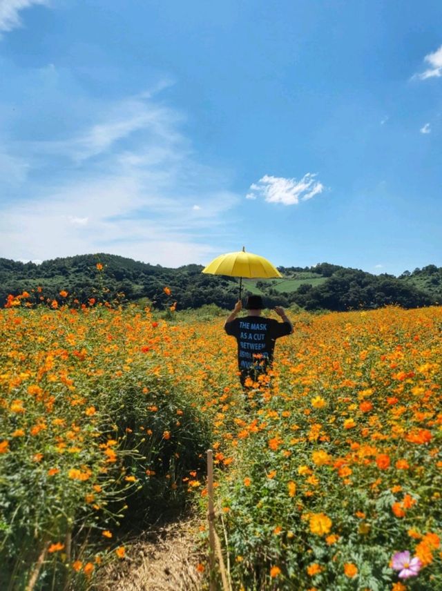 경기도 꽃구경은 여기! 연천 임진강댑싸리 공원💜