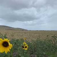 A Salt Lake City Paradise of wildlife