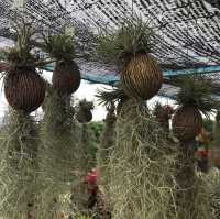 Saudagar Nanas Agrofarm, lokasi menarik!