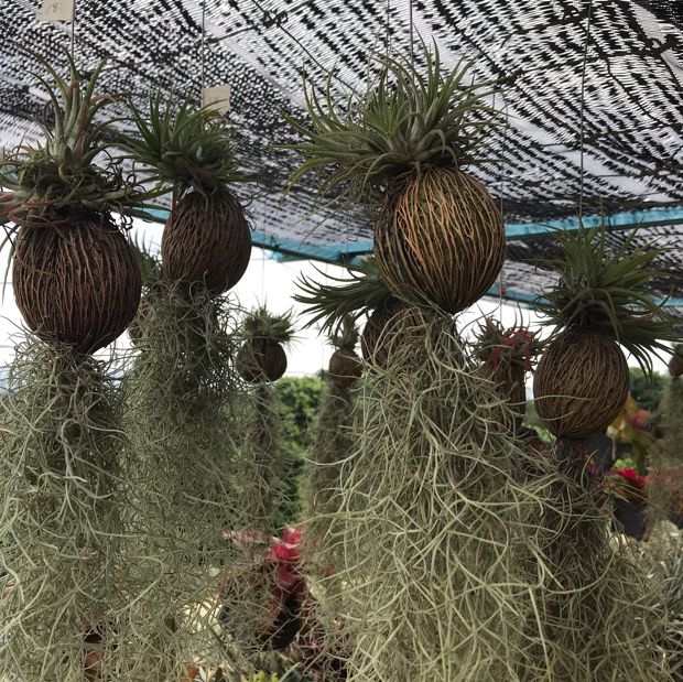 Saudagar Nanas Agrofarm, lokasi menarik!