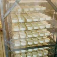 All things white: milk, snow (even cheese!)