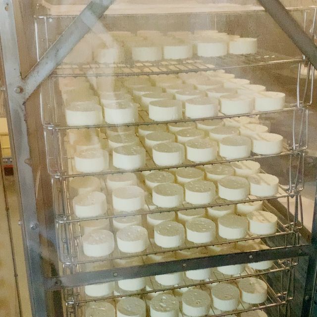 All things white: milk, snow (even cheese!)
