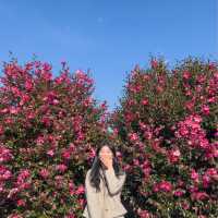 제주도는 아직도 동백가득🌺