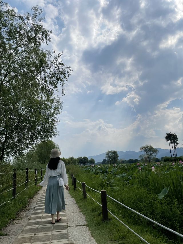 아름다운 연꽃 드라이브 :: 양평 세미원🌸