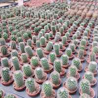 福祥仙人掌🌵多肉植物園-佔地超大、品種超多的多肉世界