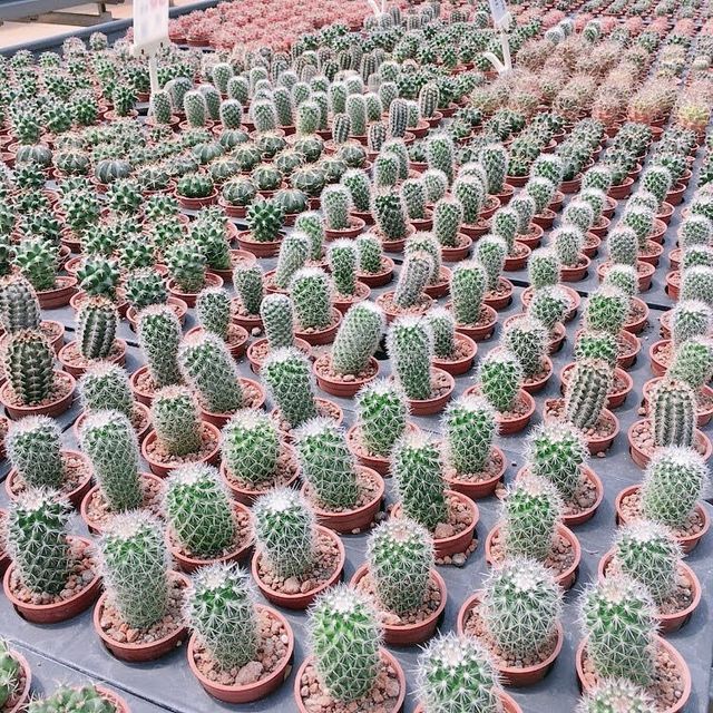 福祥仙人掌🌵多肉植物園-佔地超大、品種超多的多肉世界