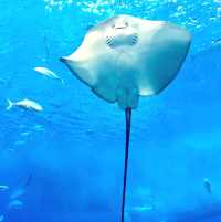 美麗海水族館