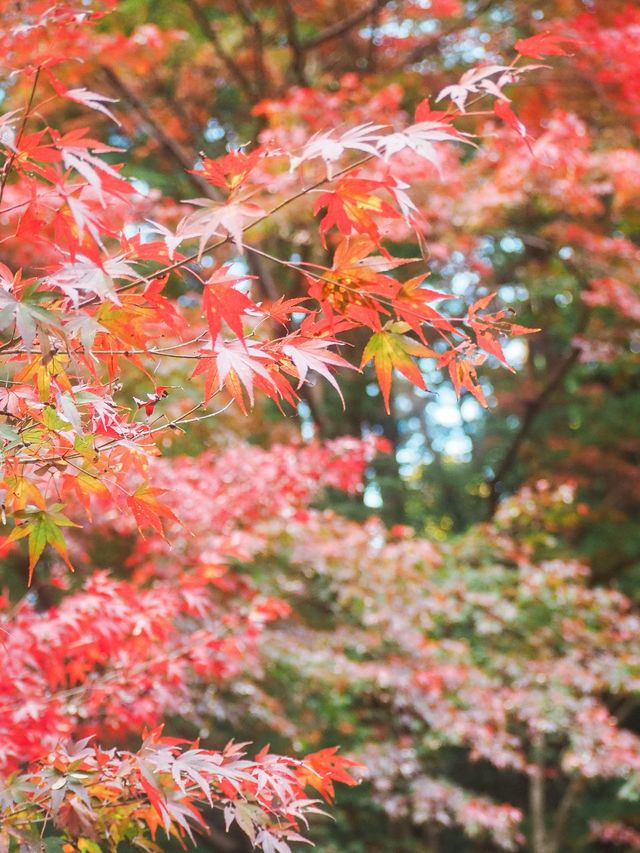 茨城県護国神社