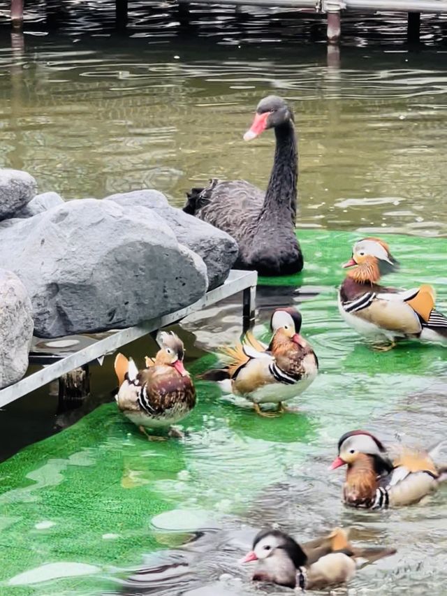 【掛川花鳥園】「花と鳥とのふれあい」が楽しめるテーマパーク