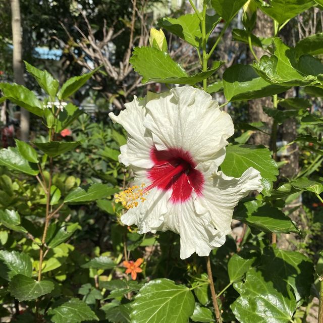 荔枝角地鐵站旁的五色杜鵑花海