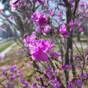 花的季節｜北海道賞花旅