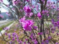 花的季節｜北海道賞花旅