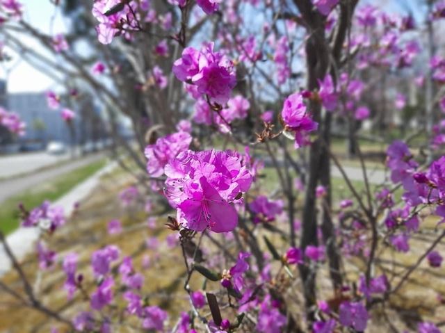 花的季節｜北海道賞花旅
