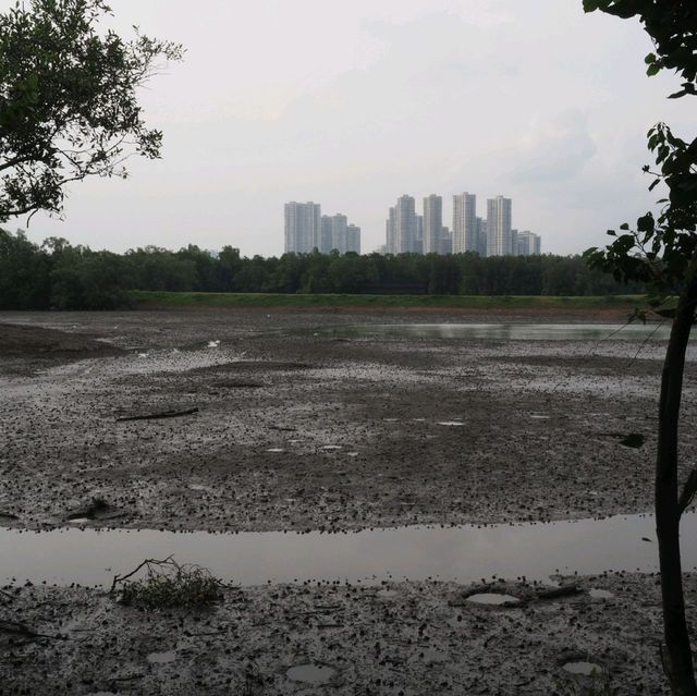 Nature @ Sungei Buloh Wetland Reserve