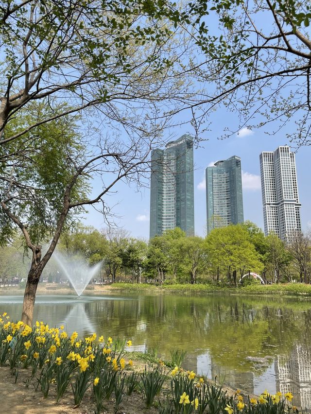 서울 튤립 명소🌷서울숲💖