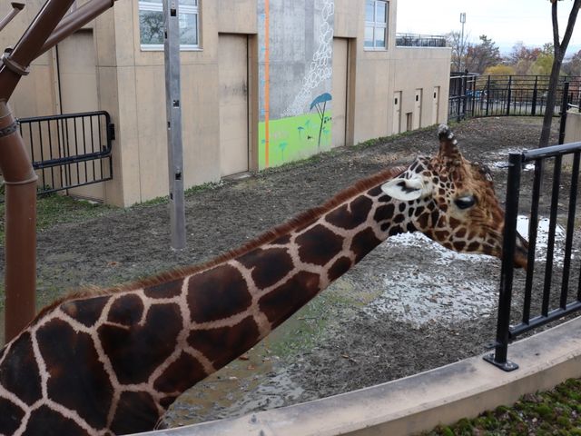 【旭川】北海道の動物が見られる！旭川市旭山動物園をご紹介