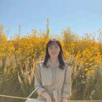 🌸 핑크뮬리와 여러가지 꽃구경이 가능한 경주 첨성대