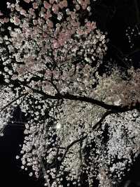 인파 뚫고 다녀온 4월의 강릉 벚꽃 Season! (경포호 및 경포대)