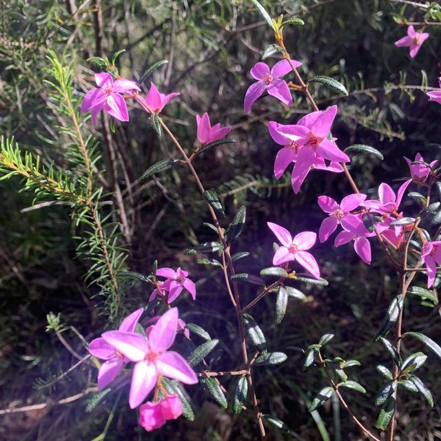 NSW bushwalking and wildflower 