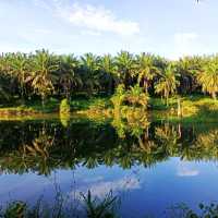 natural morning walk in palm oil plantation 