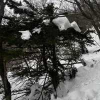 한라산에 눈이 얼마나 쌓였는지 궁금하시죠?☃️🙂
