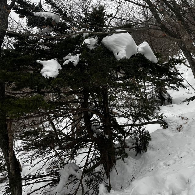 한라산에 눈이 얼마나 쌓였는지 궁금하시죠?☃️🙂