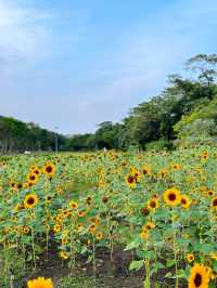 ทุ่งทานตะวันบานกลางกรุง2023 @สวนรถไฟ 🌻🤍🌿