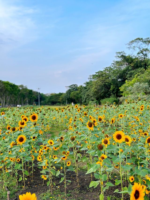 ทุ่งทานตะวันบานกลางกรุง2023 @สวนรถไฟ 🌻🤍🌿