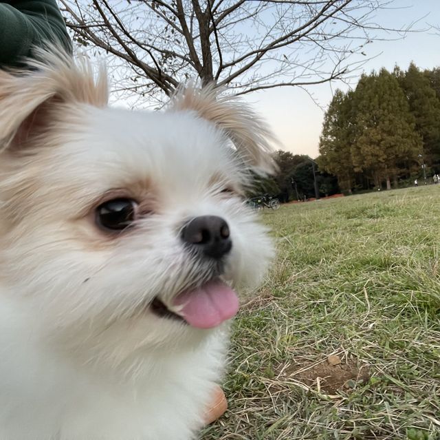 水元公園の紅葉