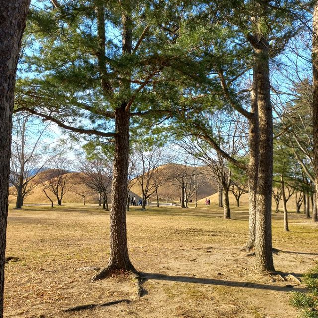 <나홀로 경주여행> 너무 가보고 싶었던 대릉원&첨성대🙊