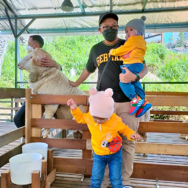 New Sheep Sanctuary at Cameron Highlands