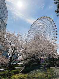 桜咲き誇る【カップヌードルミュージアムパーク】