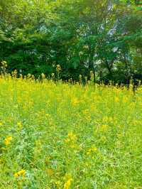 예쁜꽃들이 만개한 올림픽공원 들꽃마루🌼