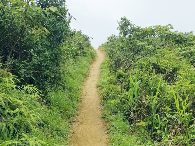 老虎頭