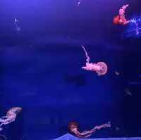 Seville aquarium 