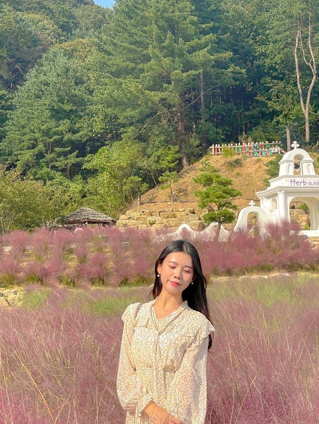 핑크 뮬리 명소는 포천에 있는 허브아일랜드💖
