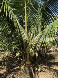 TONGA TREATS