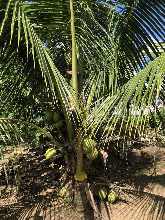 TONGA TREATS
