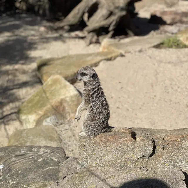 Day-trip in Melbourne Zoo 