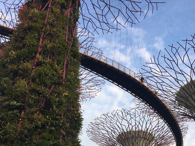 新加坡最美花園—Gardens by the Bay