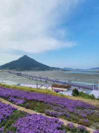 보라보라해💜세계 최우수 관광마을 전남신안 퍼플섬! 퍼플교💜💜