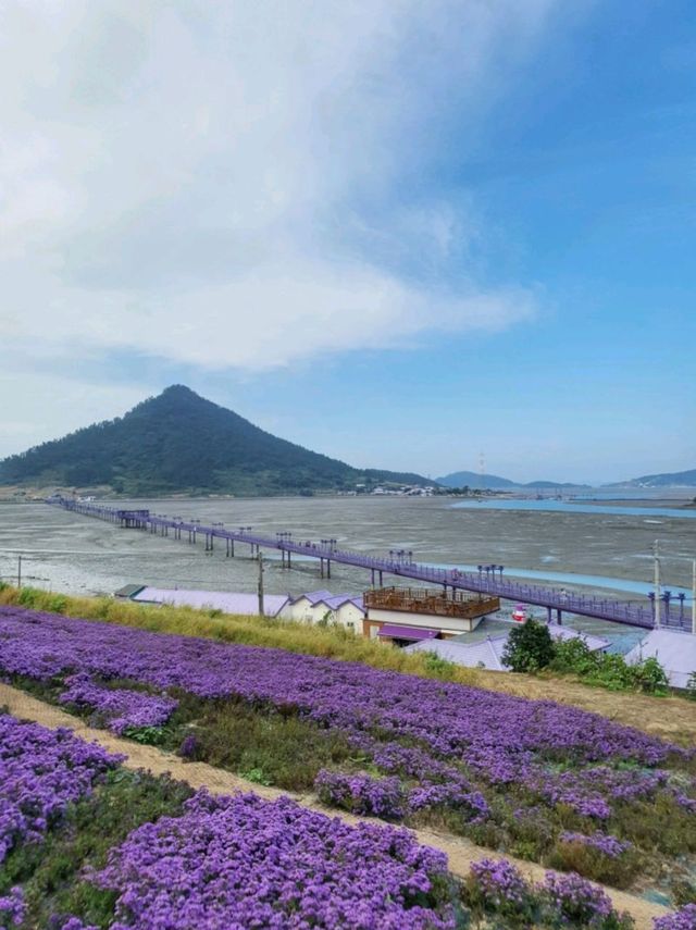 보라보라해💜세계 최우수 관광마을 전남신안 퍼플섬! 퍼플교💜💜