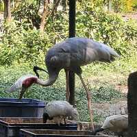 Indore zoo worth one day trip