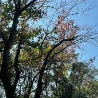 【兵庫県】秋の赤穂で絶景カフェと紅葉を楽しむ