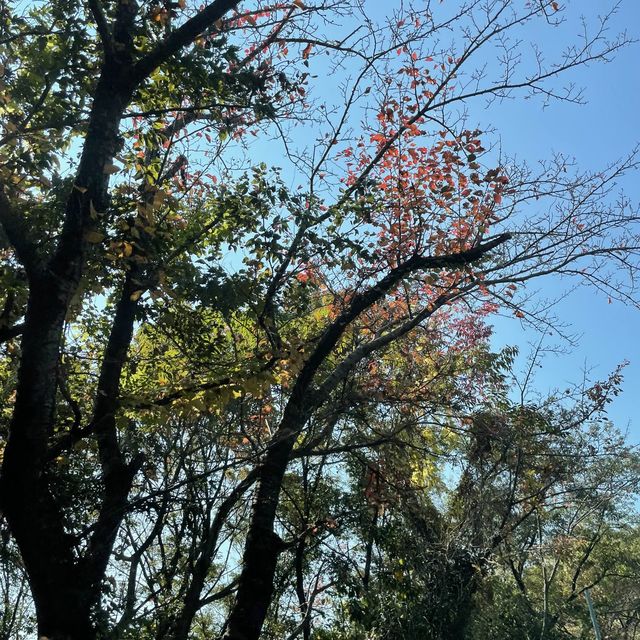 【兵庫県】秋の赤穂で絶景カフェと紅葉を楽しむ
