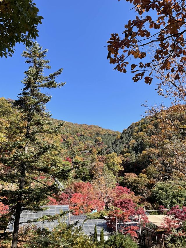 11월 여행지 추천:: 곤지암 화담숲🍁
