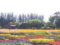 อลังการทุ่งคอสมอสงานเทศกาลดอกไม้@Jim Thompson Farm