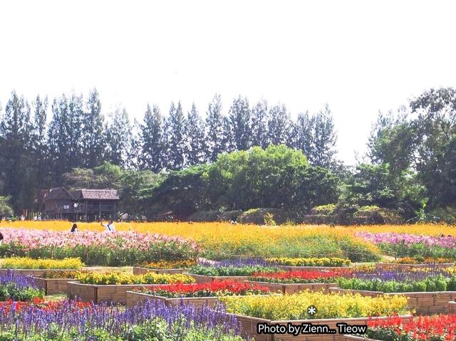 อลังการทุ่งคอสมอสงานเทศกาลดอกไม้@Jim Thompson Farm