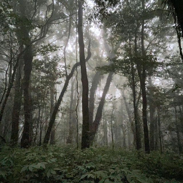 Kew mae pan nature trail