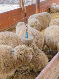 강원도 평창 여행 코스 🐑대관령 양떼목장